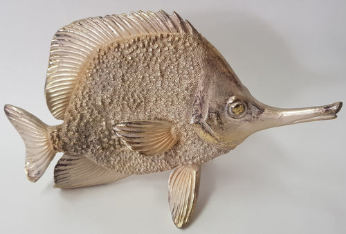 Pointy nose Fish